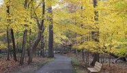 fall forest path_bench